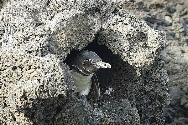 Galapagos-Pinguin blickt aus Nisthöhle im Lavagestein