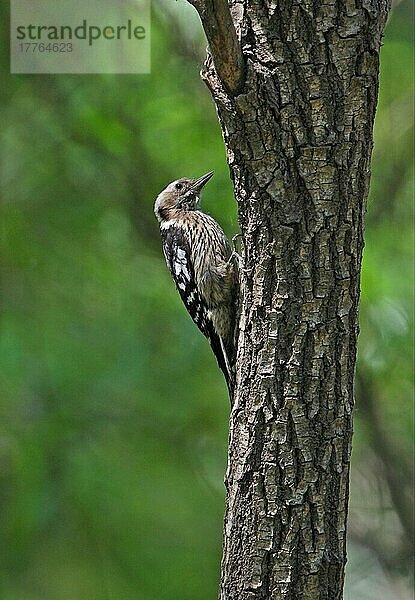 Graukappenspecht (Yungipicus canicapillus scintilliceps)  erwachsenes Weibchen  am Baumstamm haftend  Beidaihe  Hebei  China  Mai  Asien