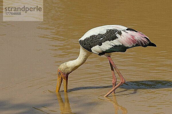 Erwachsener Weißstorch (Mycteria leucocephala)  Wasserfresser  Sri Lanka  Asien