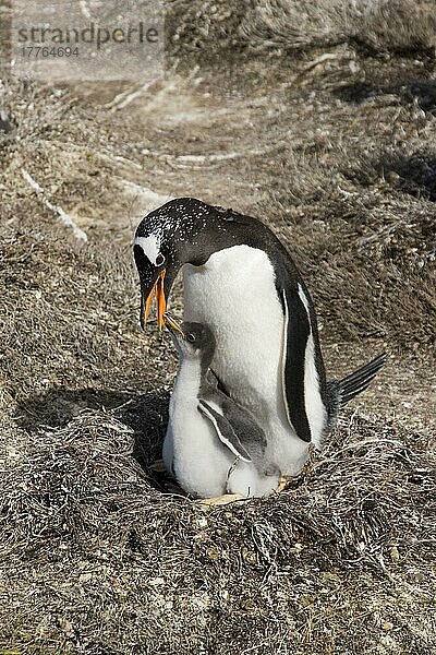 Eselspinguin  Eselpinguin  Eselspinguine (Pygoscelis papua)  Eselpinguine  Pinguine  Tiere  Vögel  Gentoo Penguin with young in nest  Falkland islands