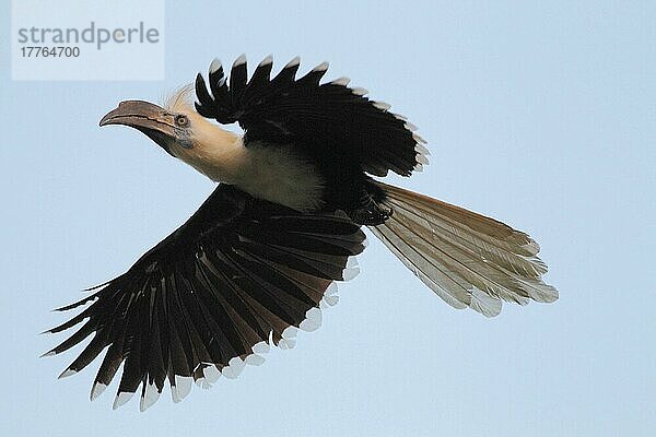 Erwachsener Weißscheitelhornvogel (Berenicornis comatus)  im Flug  Kinabatangan-Fluss  Sabah  Borneo  Malaysia  Marsch  Asien