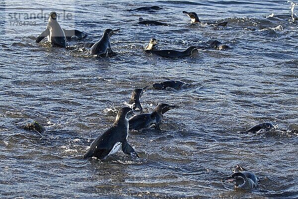 Galapagos-Pinguine fangen kleine Fische im flachen Wasser