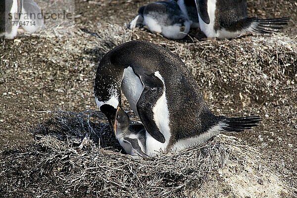Eselspinguin  Eselpinguin  Eselspinguine (Pygoscelis papua)  Eselpinguine  Pinguine  Tiere  Vögel  Gentoo Penguin  feeding young Falkland islands