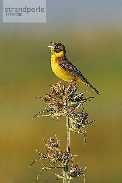 Schwarzkopfammerammer (Emberiza melanocephala)  erwachsenes Männchen  singend  auf Disteln hockend  Westtürkei  Mai