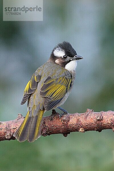 Chinabülbül (Pycnonotus sinensis)  erwachsen  auf einem Ast sitzend  Hongkong  China  November  Asien