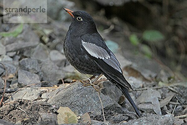 Grauflügelamsel (Turdus boulboul)  erwachsenes Männchen  stehend auf Stein  Sattal  Uttarakhand  Indien  Februar  Asien