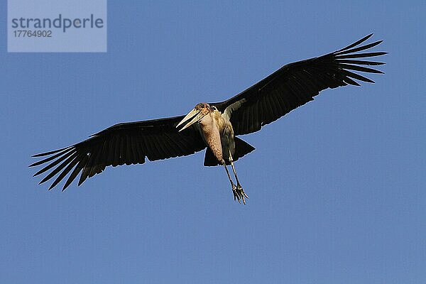 Marabu-Storch im Flug. Okavango-Delta Botswana. Marabus sind ein großer Watvogel aus der Storchenfamilie Ciconiidae. Er brütet in Afrika südlich der Sahara