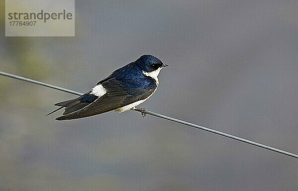 Chilenische Schwalbe (Tachycineta meyeni)  erwachsen  auf Draht gesessen