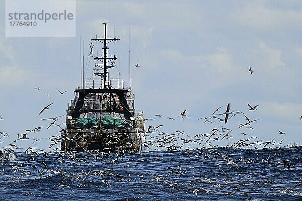 Tiefsee-Trawler wird von Seevögeln auf See verfolgt  darunter Albatrosse  Kaptölpel und Sturmvögel  vor Kapstadt  Westkap  Südafrika  September