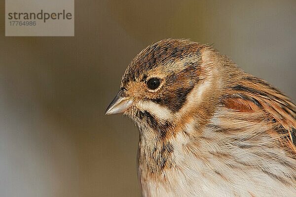 Schilfammer (Emberiza schoeniclus) erwachsenes Männchen  Nahaufnahme des Kopfes  England  Winter