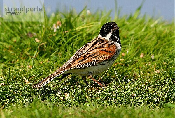 Reed Bunting (Emberiza schoeniclus) erwachsenes Männchen am Boden  Norfolk  England  Mai