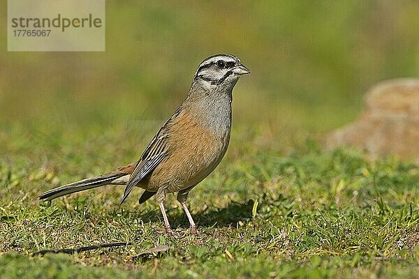 Felsammer (Emberiza cia) erwachsenes Männchen  stehend wachsam  Extremadura  Spanien  Marsch  Europa