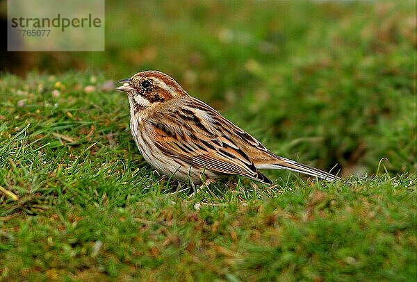 Schilfammer (Emberiza schoeniclus) erwachsenes weibliches Weibchen  das Samen frisst  Norfolk  England  März