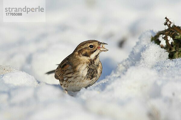 Schilfammer (Emberiza schoeniclus)  erwachsenes Weibchen  frisst auf schneebedecktem Boden  England  Winter