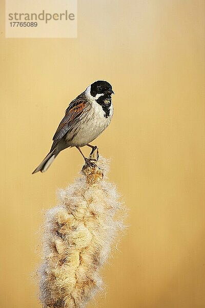 Schilfammer (Emberiza schoeniclus)  erwachsenes Männchen  auf Schilfrohrsamenkopf sitzend  Niederlande  April  Europa