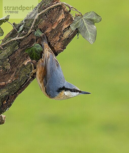 Europäischer Kleiber (Sitta europaea) erwachsen  auf Efeu bedeckter Ast  England  Januar