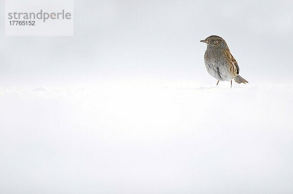 Dunnock (Prunella modularis) Erwachsener  stehend auf schneebedecktem Boden  Derbyshire  England  Januar