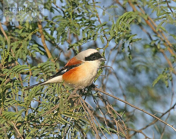 Lorbeerwürger (Lanius vittatus) Erwachsener Raubwürger (Lanius vittatus)  Nordindien