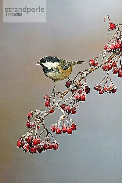 Kohlmeise (Parus ater) erwachsen  auf frostbedeckten Weißdornbeeren sitzend  England  Winter