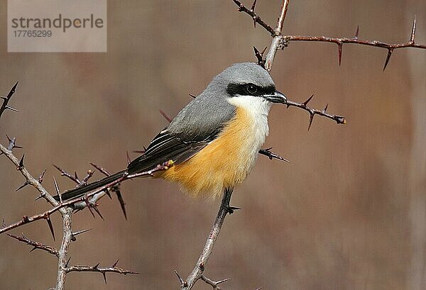 Erwachsener Graurückenwürger (Lanius tephronotus)  im Dornbusch sitzend  Yunnan  China  April  Asien