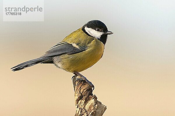 Kohlmeise (Parus major)  Erwachsener  auf einem Stock sitzend  Norfolk  England  Januar