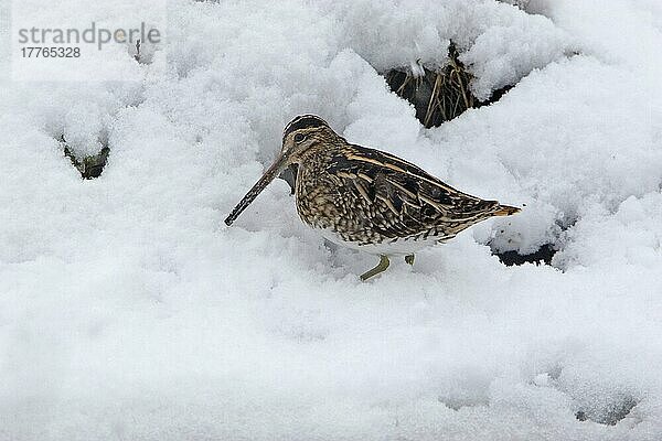 Bekassine (Gallinago gallinago) erwachsen  Fütterung im Schnee  England  Januar