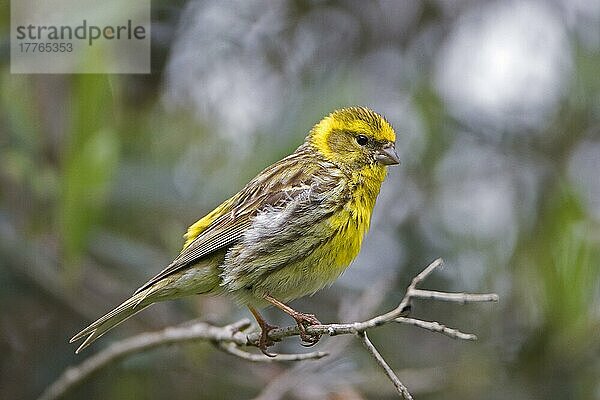 Europäischer Serin (Serinus serinus)  erwachsenes Männchen  im Olivenbaum sitzend  Extramadura  Spanien  Mai  Europa