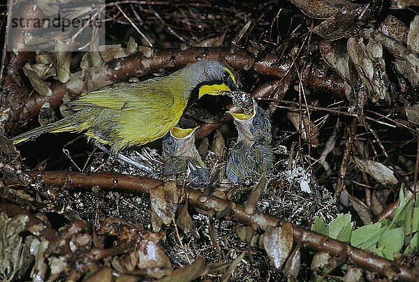 Bokmakierie-Buschwürger (Telephorus zeylonus) Erwachsener am Nest  Jungtierfütterung