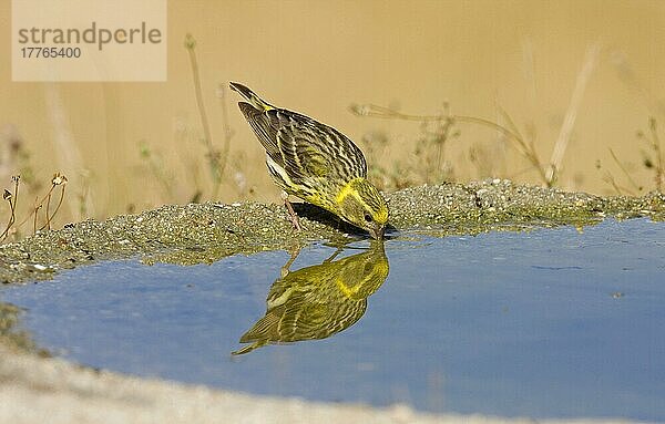 Europäischer Serin (Serinus serinus)  erwachsener Mann  trinkt im Schwimmbad  Spanien  Europa