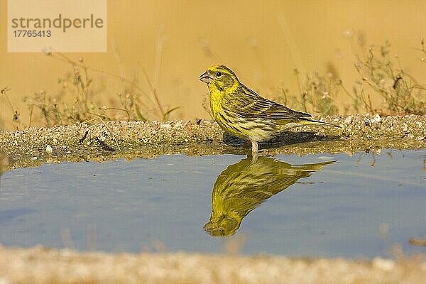 Europäischer Serin (Serinus serinus)  erwachsener Mann  trinkt im Schwimmbad  Spanien  Europa