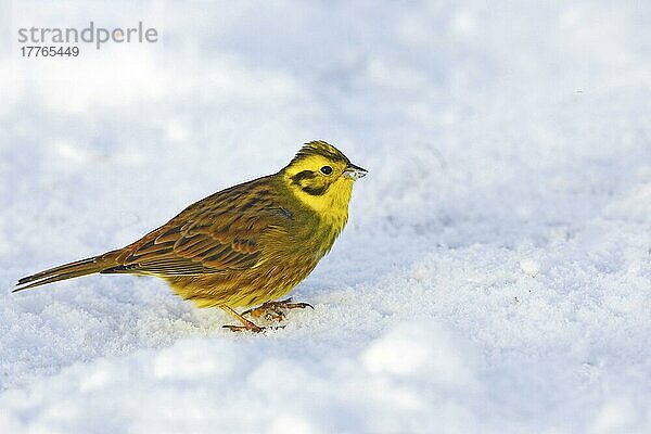 Yellowhammer (Emberiza citrinella) erwachsener Mann auf Schnee  Inverness-shire  Schottland  Januar