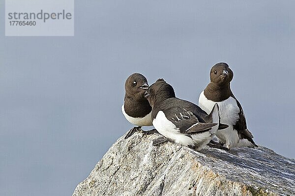 Little Auk (Alle alle alle) drei Erwachsene  Sommergefieder  Streit auf Fels bei Brutkolonie  Spitzbergen  Svalbard  Juli