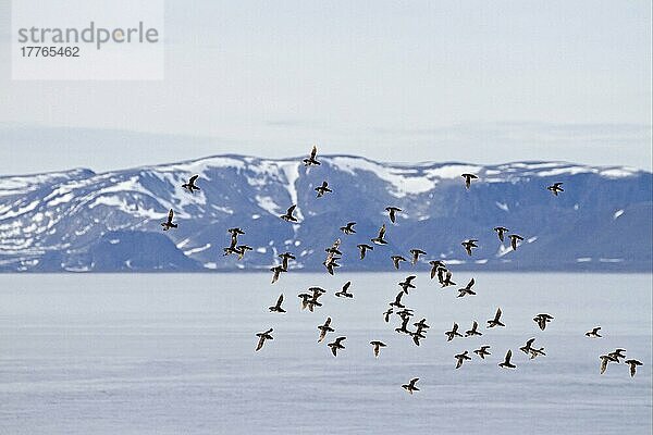 Kleine Auk (Alle alle alle) Erwachsene  Sommergefieder  Schwarm im Flug über Fjordlebensraum  Spitzbergen  Juli