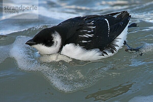 Little Auk (Alle alle alle) erwachsen  Wintergefieder  schwimmend im Meer  Norfolk  England  Oktober