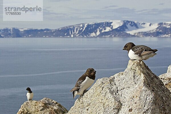 Little Auk (Alle alle alle) drei Erwachsene  Sommergefieder  stehend auf Felsen bei Brutkolonie im Küstenhabitat  Spitzbergen  Svalbard  Juli