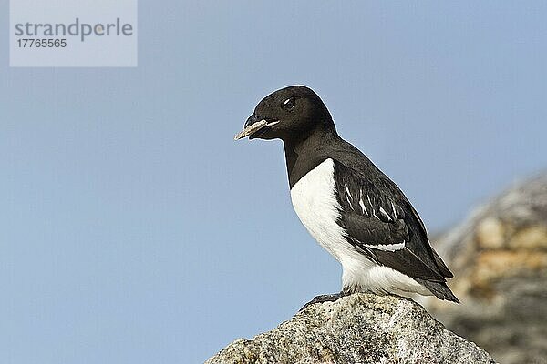 Little Auk (Alle alle alle) erwachsenes Männchen  Sommergefieder  mit Stein im Schnabel als Opfergabe an Weibchen in Brutkolonie  Spitzbergen  Svalbard  Juli