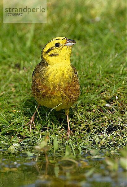 Yellowhammer (Emberiza citrinella) erwachsener Mann  trinkend  Norfolk  England  April