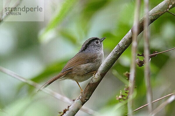 Berg Fulvetta (Alcippe peracensis)  erwachsene Sitzstange  Fraser's Hill  Malaysia  Asien