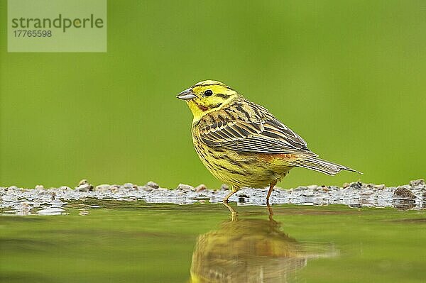 Yellowhammer (Emberiza citrinella) erwachsener Mann  trinkend  am Teichrand stehend  Schottland  Quelle