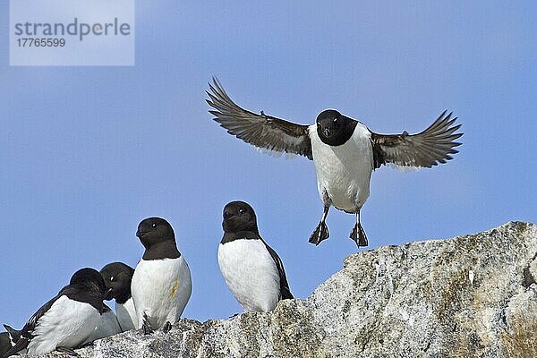 Little Auk (Alle alle) Erwachsene  Sommergefieder  im Flug  Landung in Brutkolonie auf Felsen  Spitzbergen  Svalbard  Juli