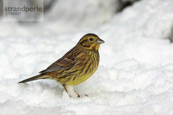 Yellowhammer (Emberiza citrinella)  erwachsene Frau  stehend auf Schnee  Staffordshire  England  Januar