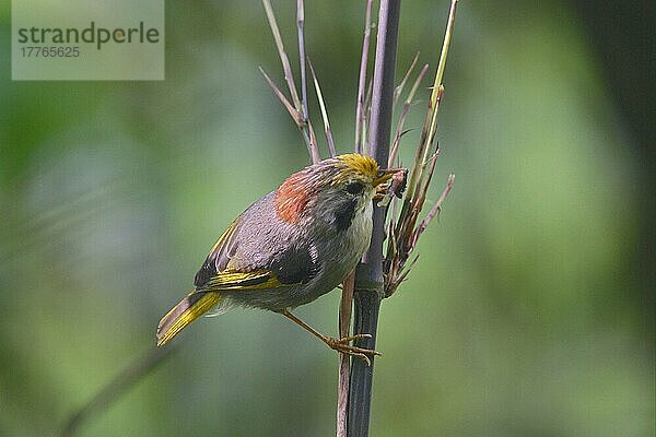 Goldstirn-Fulvetta (Alcippe variegaticeps)  erwachsen  mit Nahrung im Schnabel  Sichuan  China  Asien