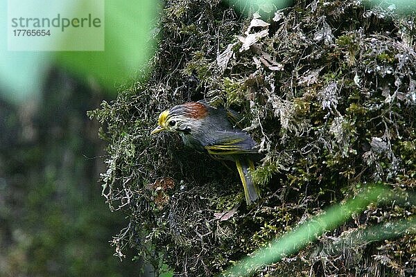 Erwachsene Goldstirn-Fulvetta (Alcippe variegaticeps) am moosbewachsenen Nestloch  Sichuan  China  Asien