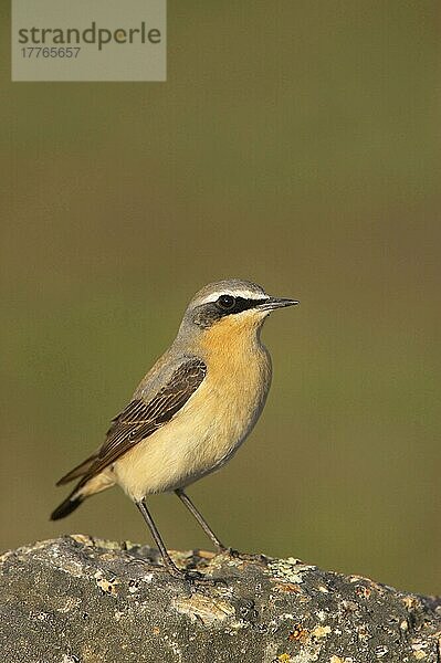 Steinschmätzer (Oenanthe oenanthe)  erwachsenes Männchen  stehend auf Fels  Extremadura  Spanien  Europa