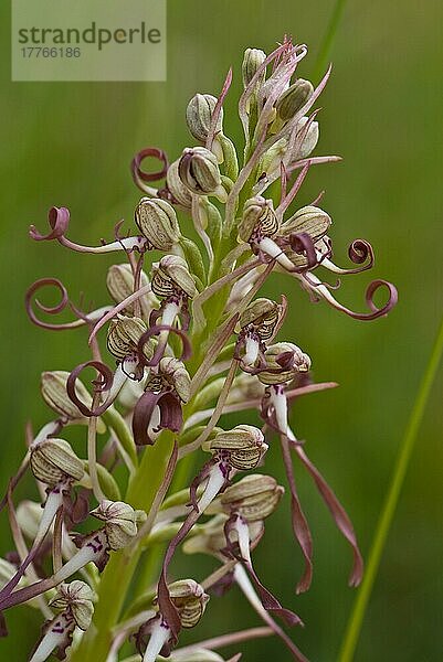 Orchideen Eidechsenkraut (Himantoglossum hircinum)