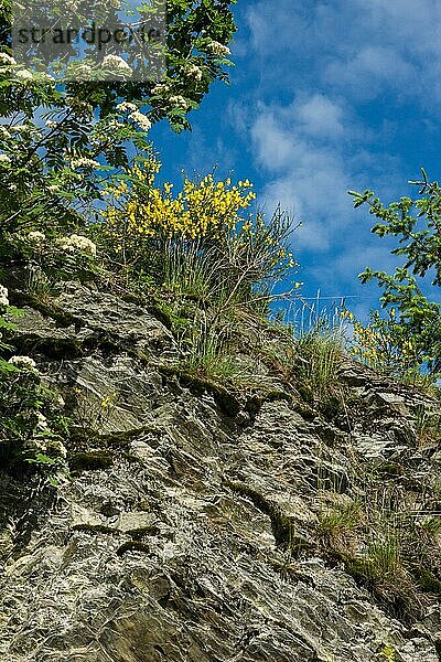 Ginsterblüte im Nationalpark Eifel  Nordrhein-Westfalen  Deutschland  Europa