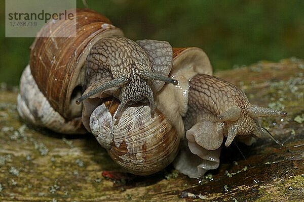 Weinbergschnecke