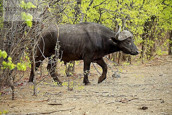 Afrikanischer Büffel (Syncerus caffer)  erwachsen  Sabi Sand Game Reserve  Kruger Nationalpark  Südafrika