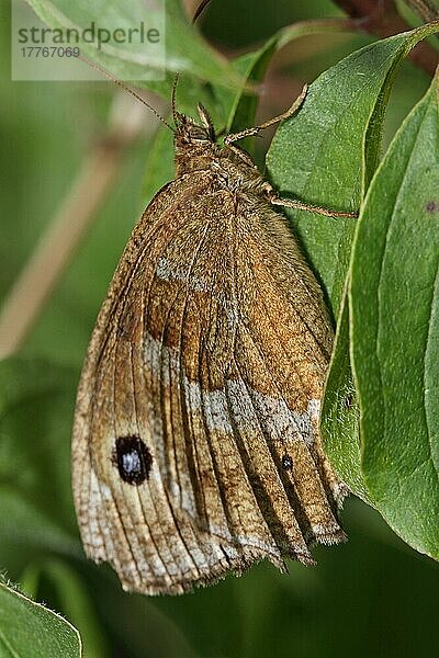 Blauäugiger Waldportier