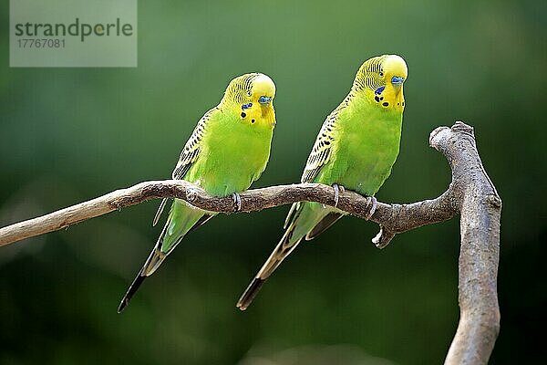 Wellensittich (Melopsittacus undulatus)  erwachsene Männchen  Australien  Ozeanien